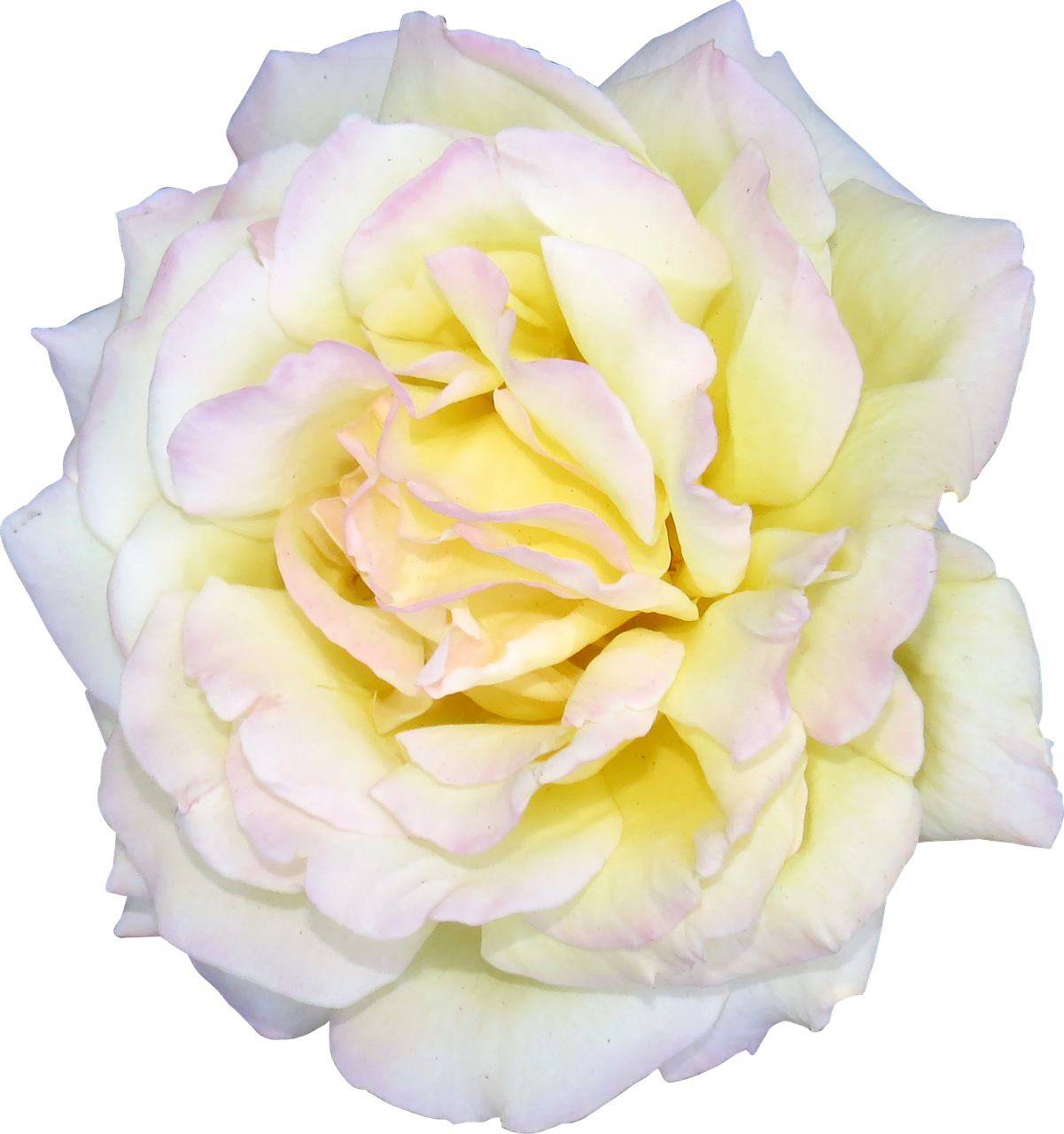 Image - flower rose white valentine floral