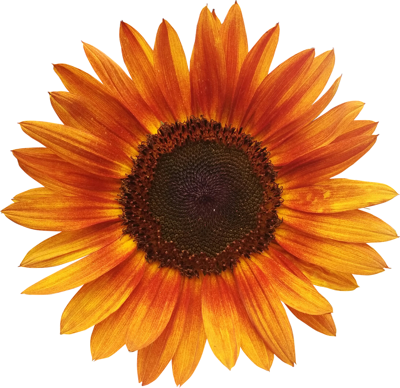 Image - flower sunflower summer orange