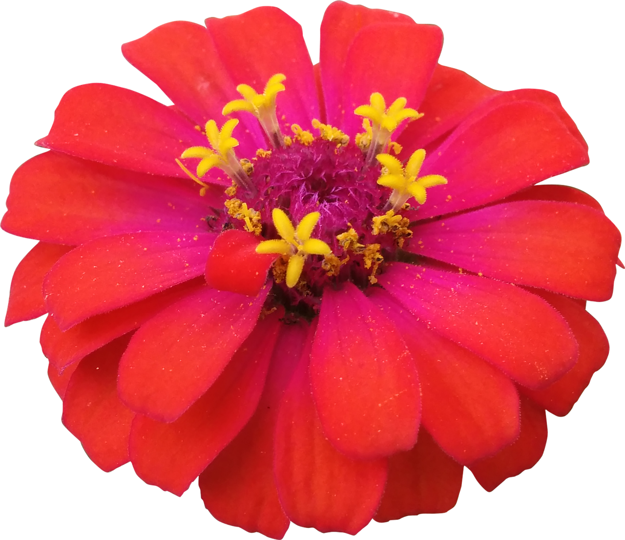 Image - flower red zinnia nature