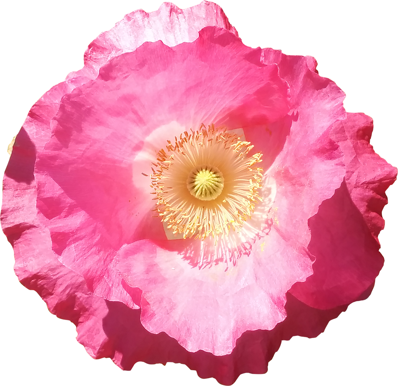 Image - flower poppy pink summer