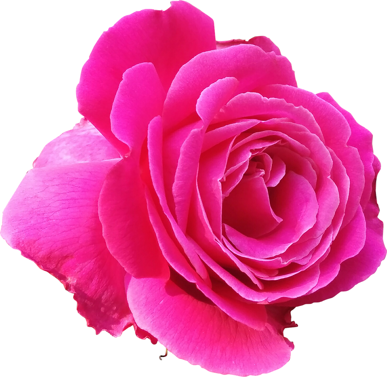 Image - rose pink love valentine lovely