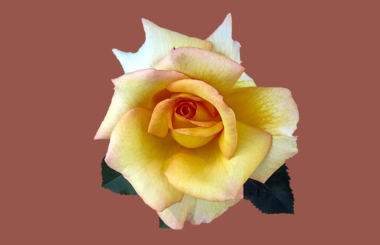 Image - noble rose la perla