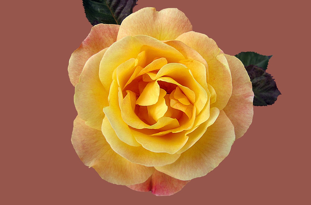 Image - rose floribunda münchner heart