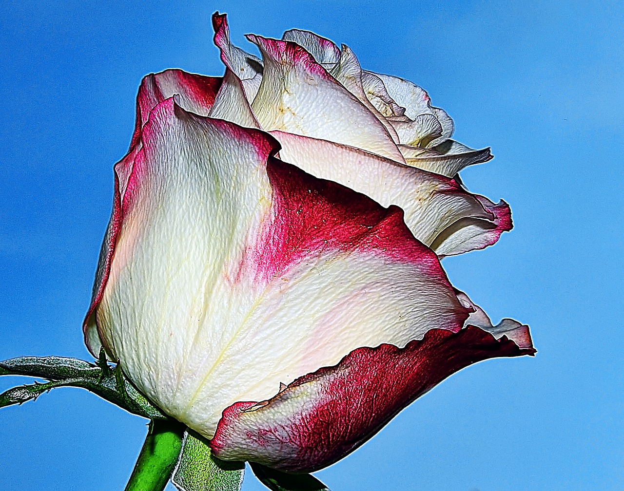 Image - rose bud makro flowers garden