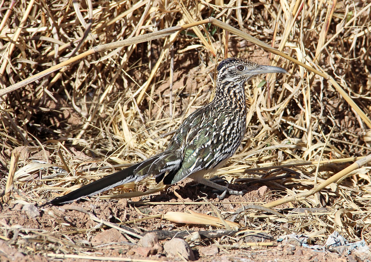 Image - roadrunner southwest bird wildlife