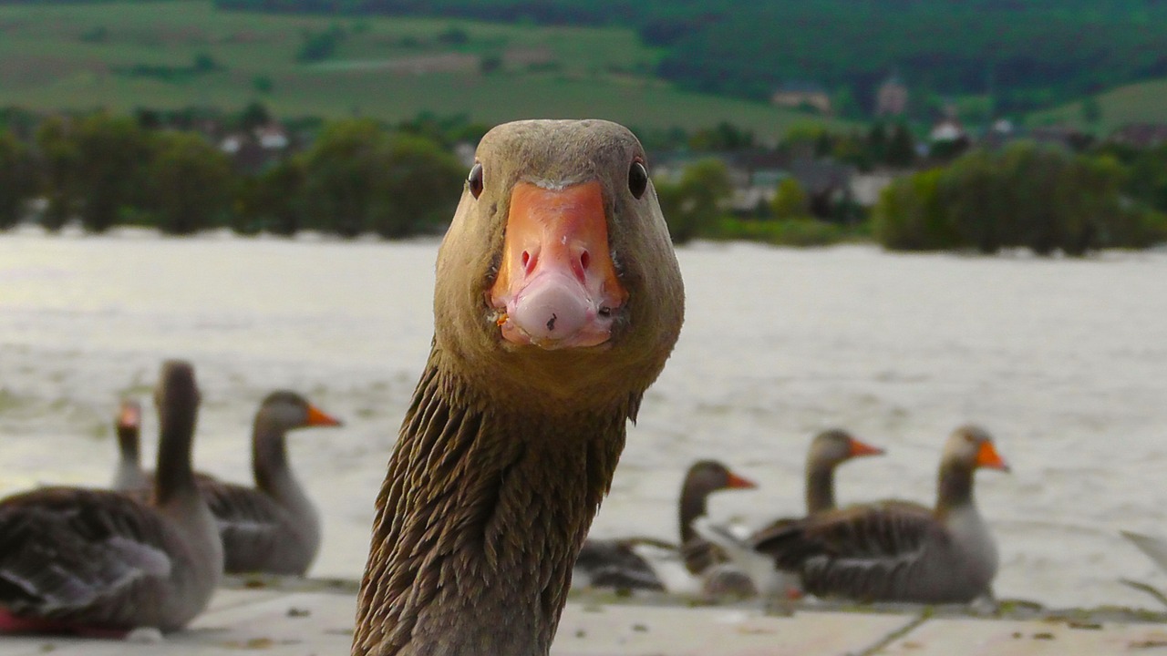 Image - goose water bird nature bird river