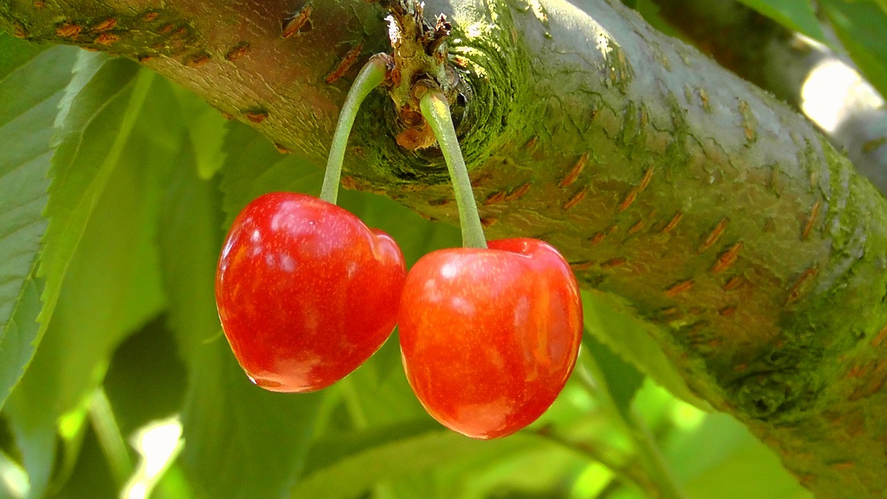 Image - cherries cherry red