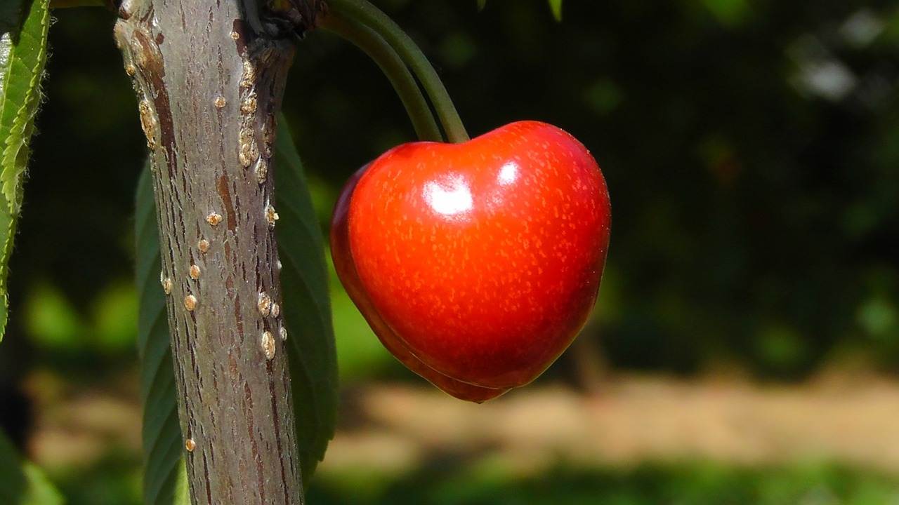 Image - cherry bing sweet cherry red fruit