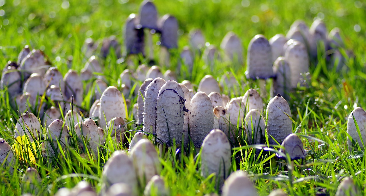 Image - mushrooms a lot of a lot meadow