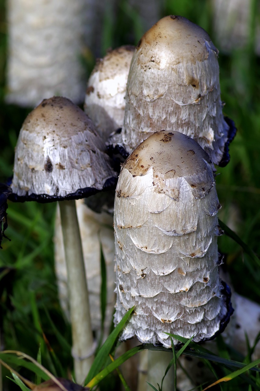 Image - mushrooms a lot of a lot meadow