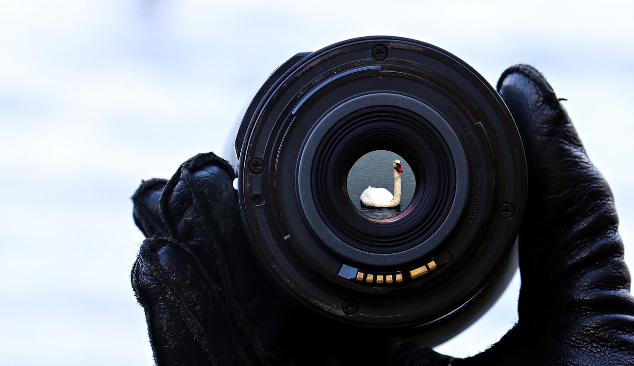 Image - lake water focus lens swan nature