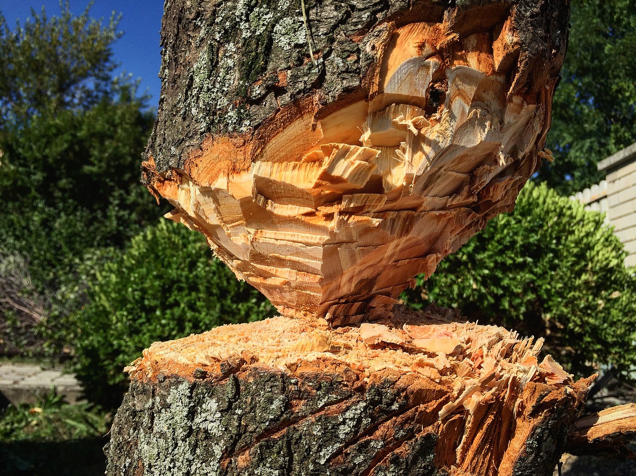 Image - wood nature log stump trees