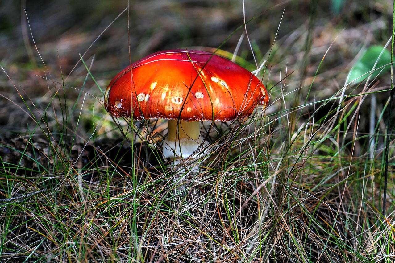 Image - fly agaric mushroom macro close