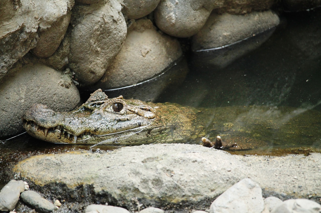 Image - animal reptile cayman lizard