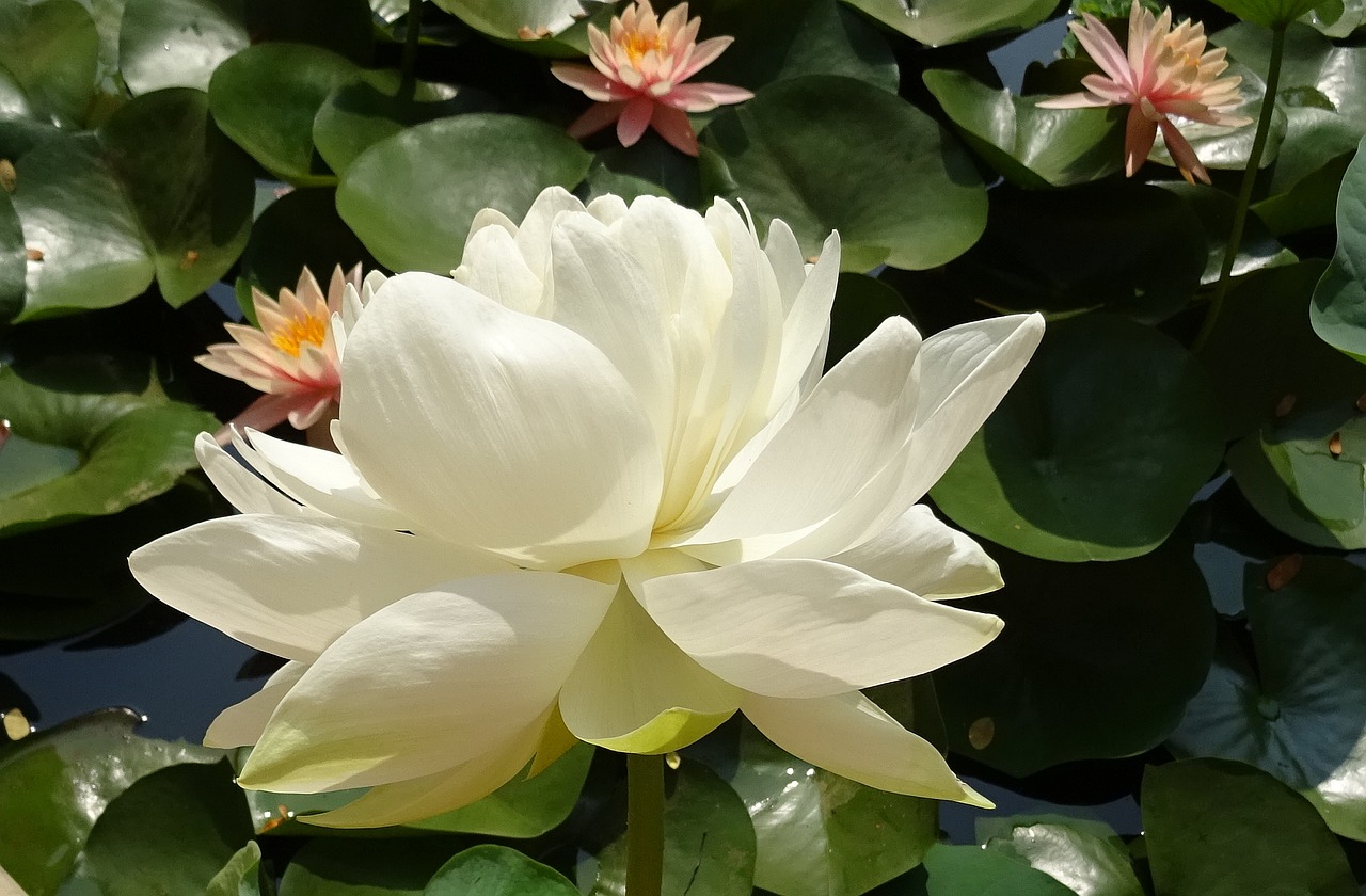 Image - lotus flower nelumbo nucifera water