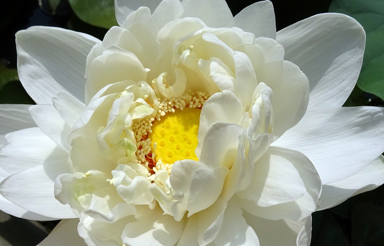 Image - lotus flower nelumbo nucifera water