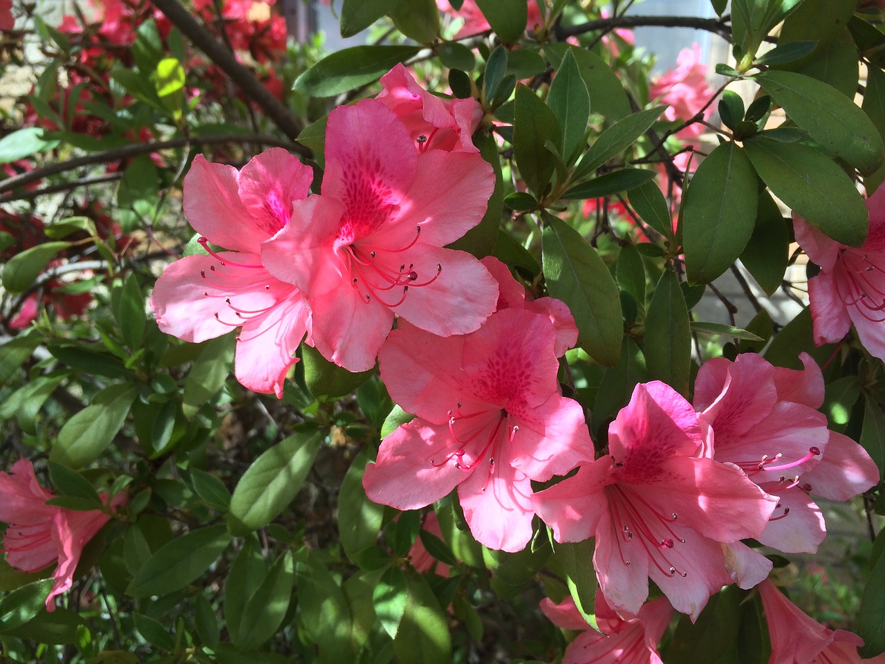 Image - azalea blossoms close