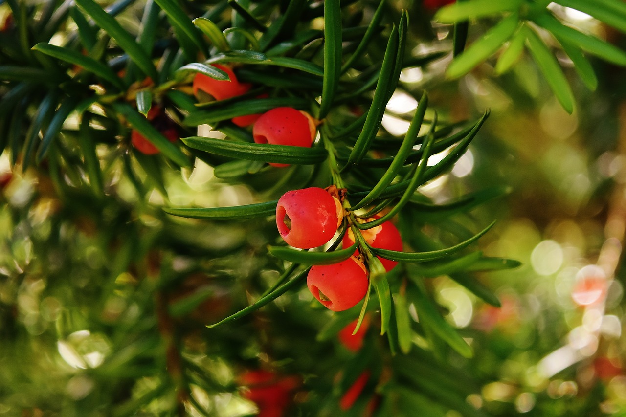 Image - european yew taxus baccata