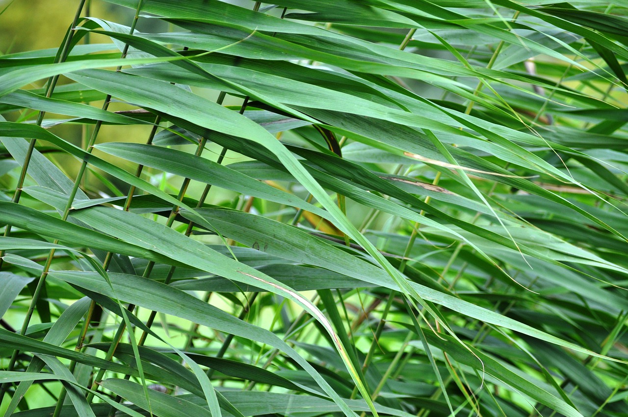 Image - reed green nature structure