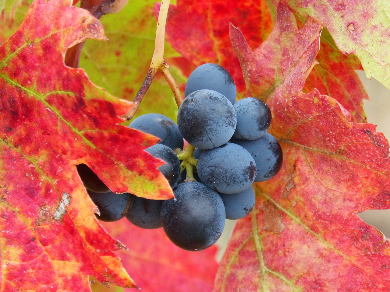 Image - grape priorat vineyard red leaves