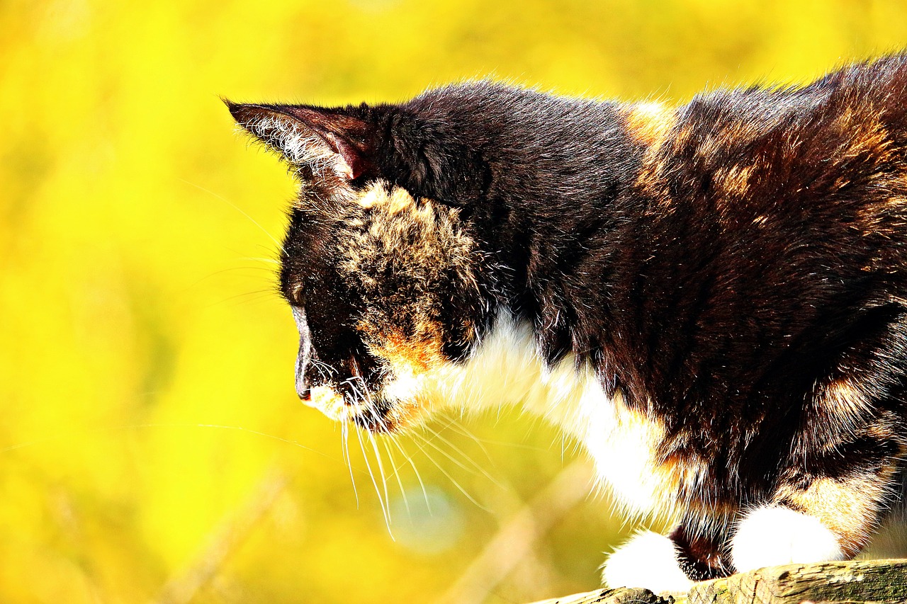 Image - cat lucky cat three coloured autumn