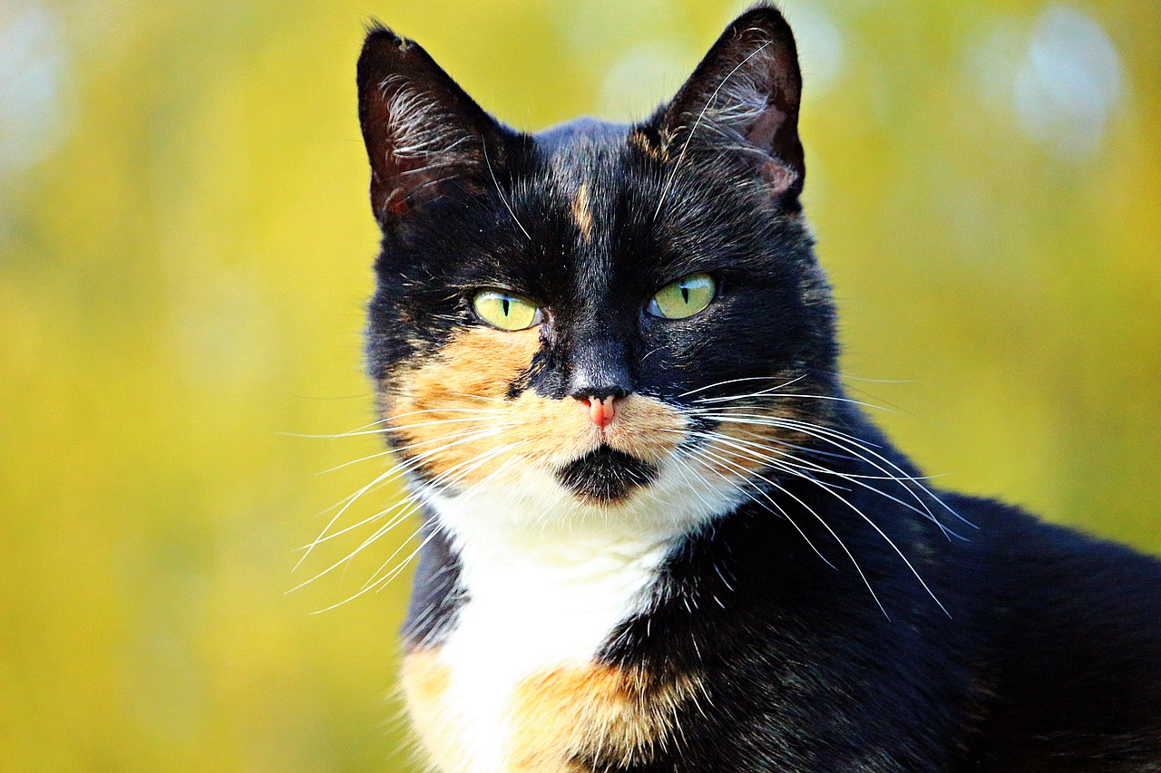 Image - cat mieze three coloured lucky cat