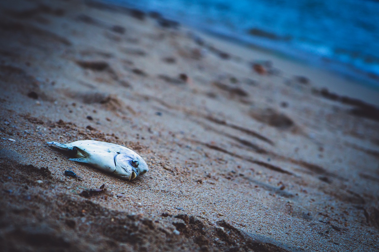 Image - fish knife flower rolling home