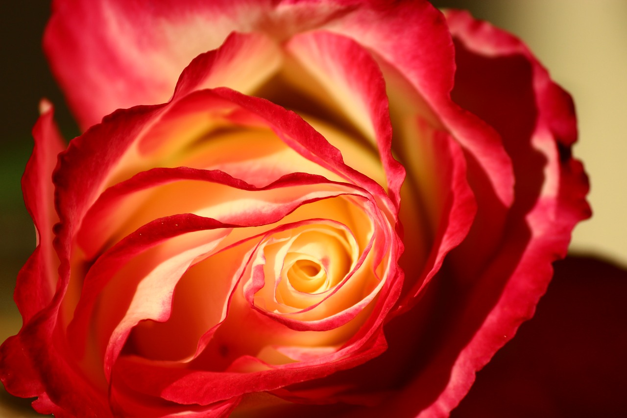 Image - isparta rose galaxy rose