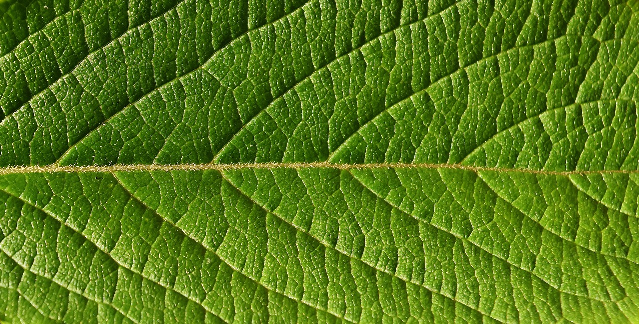 Image - leaf close nature tree macro