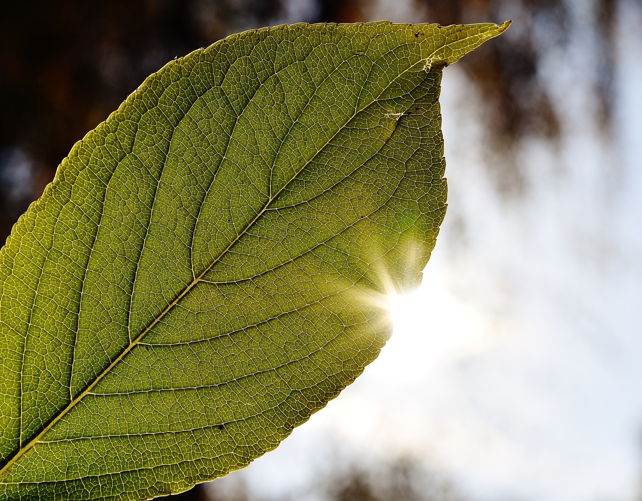 Image - leaf close back light sun autumn