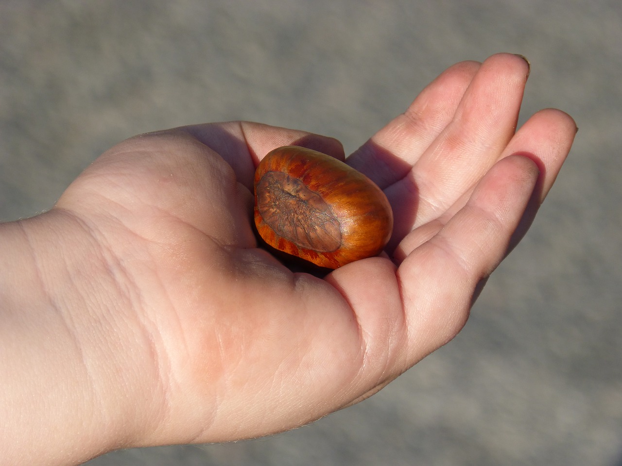 Image - chestnut hand all saints castañada