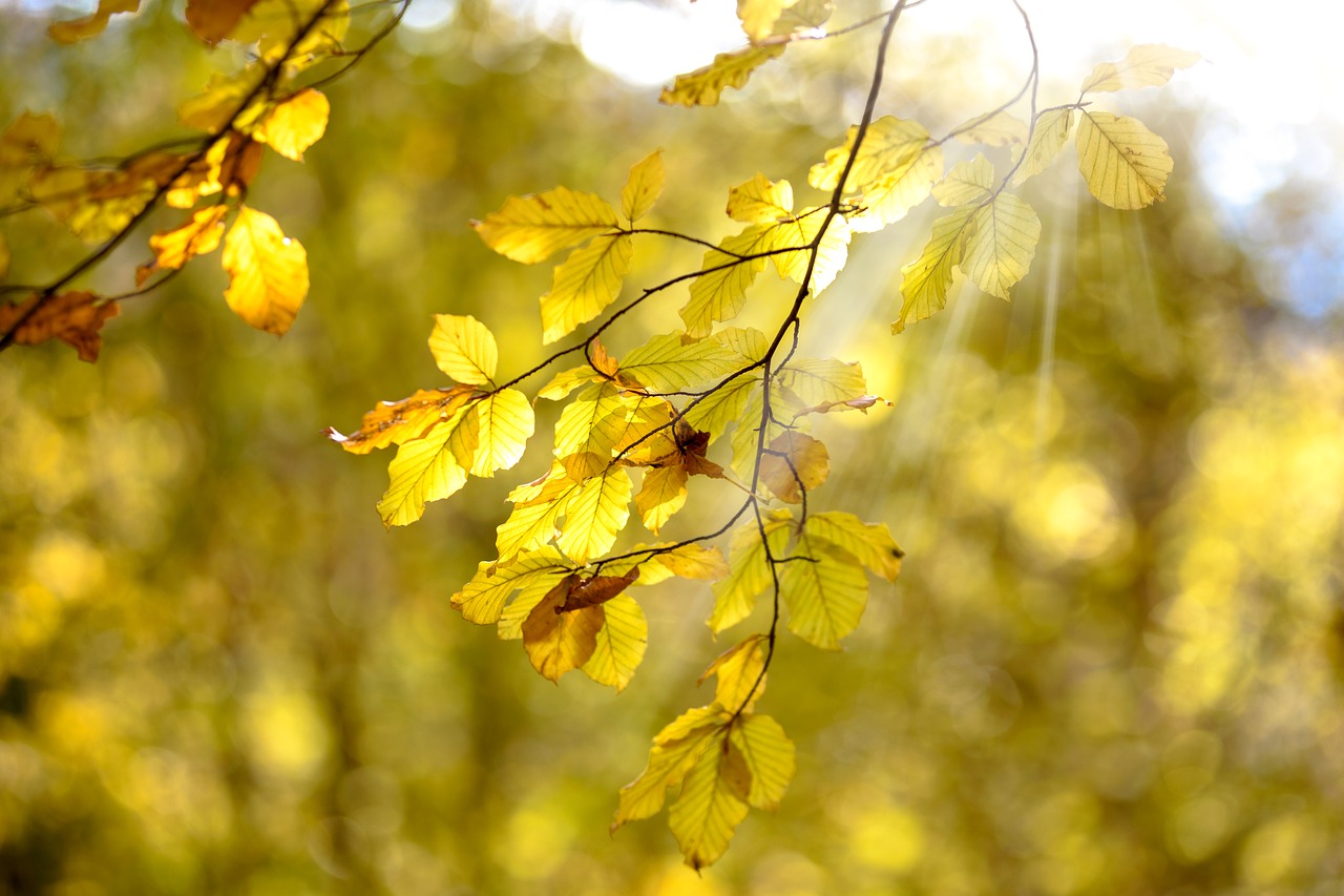 Image - the sun autumn yellow nature clear