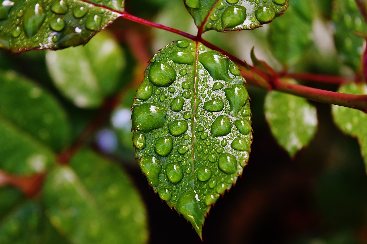 Image - rosenblatt drip raindrop wet