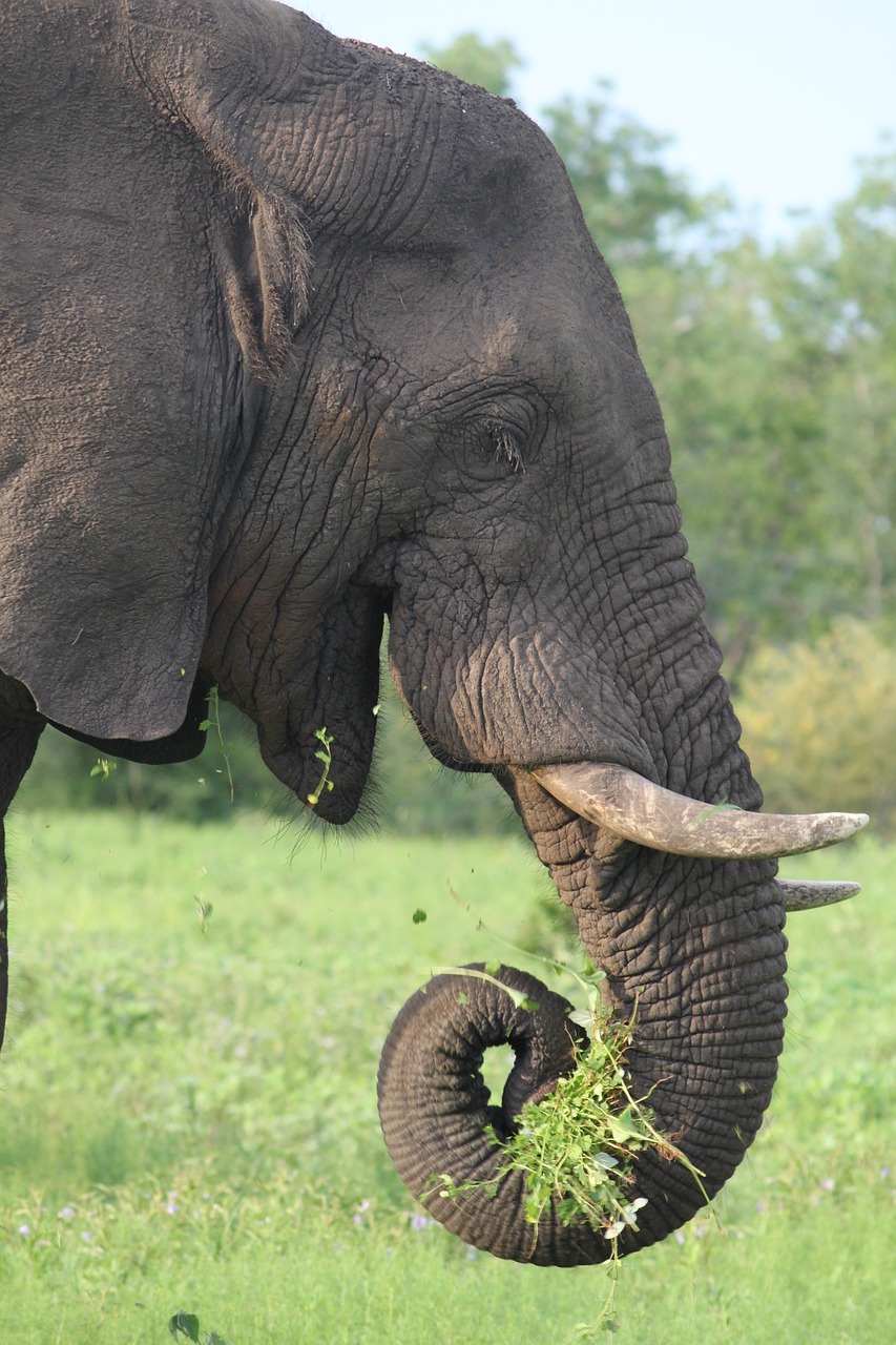 Image - elephant africa wildlife safari