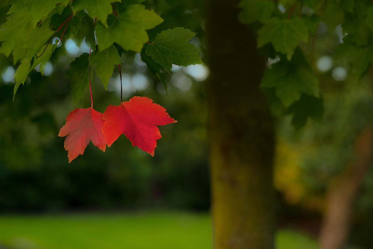 Image - lonely red leafs alone season