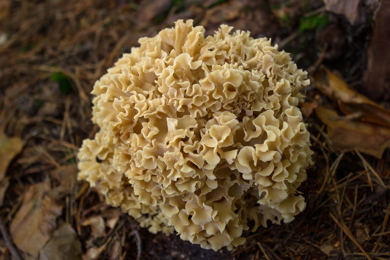 Image - mushroom spongy cauliflower mushroom