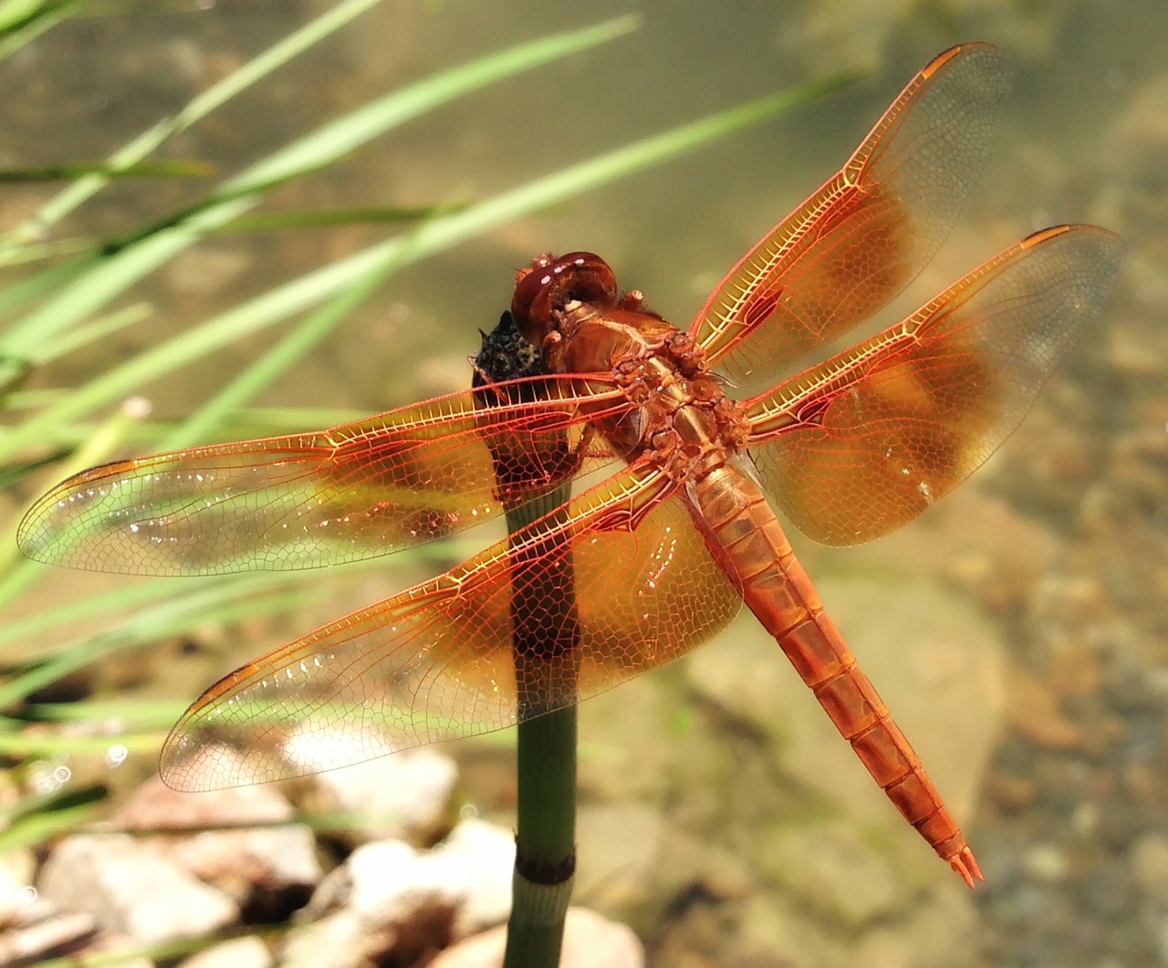 Image - dragonfly insect nature outside