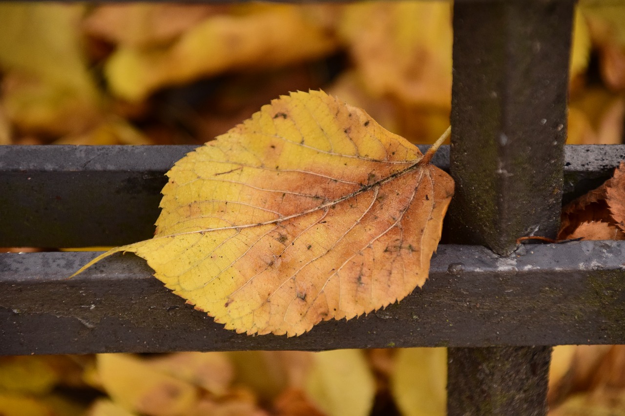 Image - leaf autumn sheet in the autumn