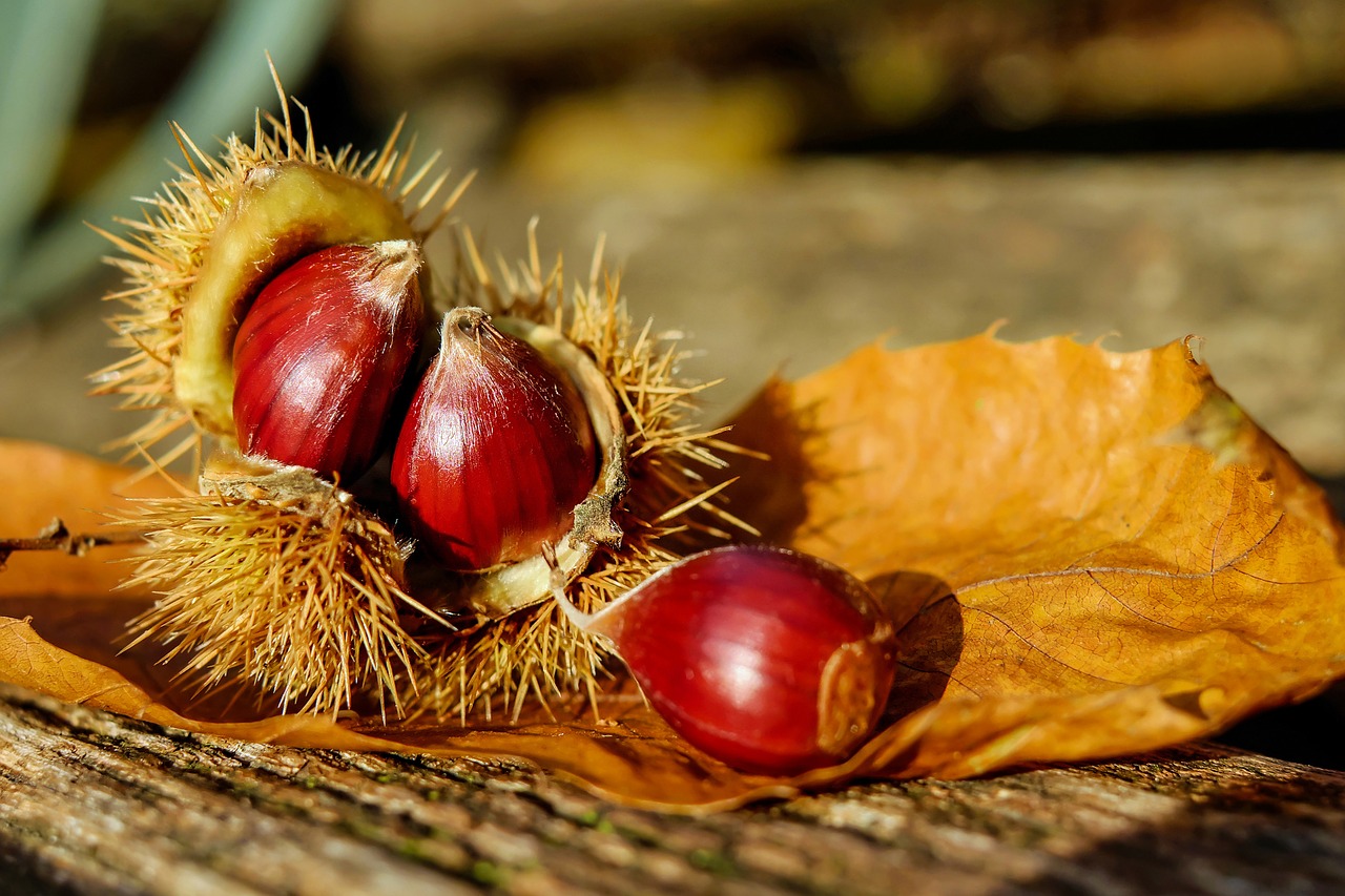 Image - chestnut chestnuts fruit brown