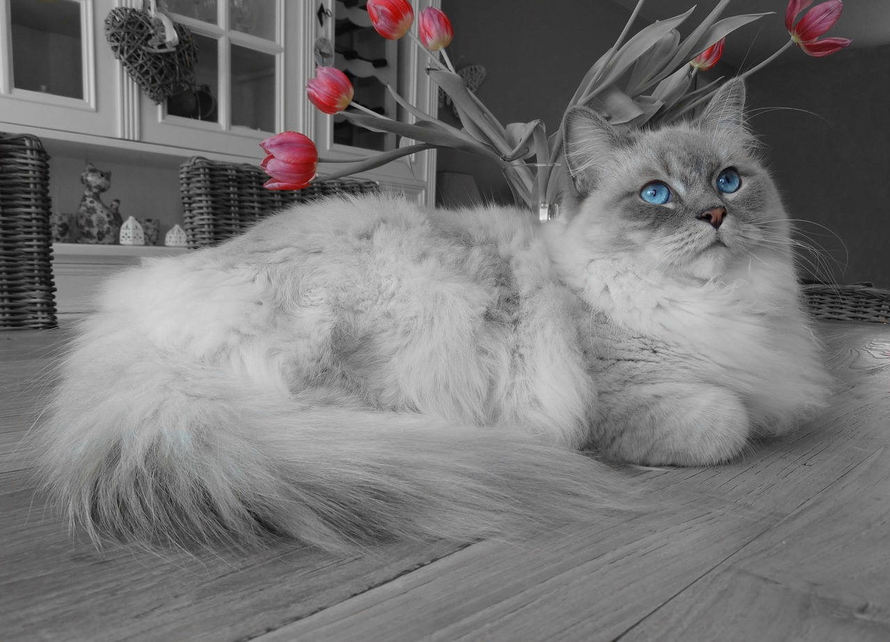 Image - cat remote access ragdoll blue eyes