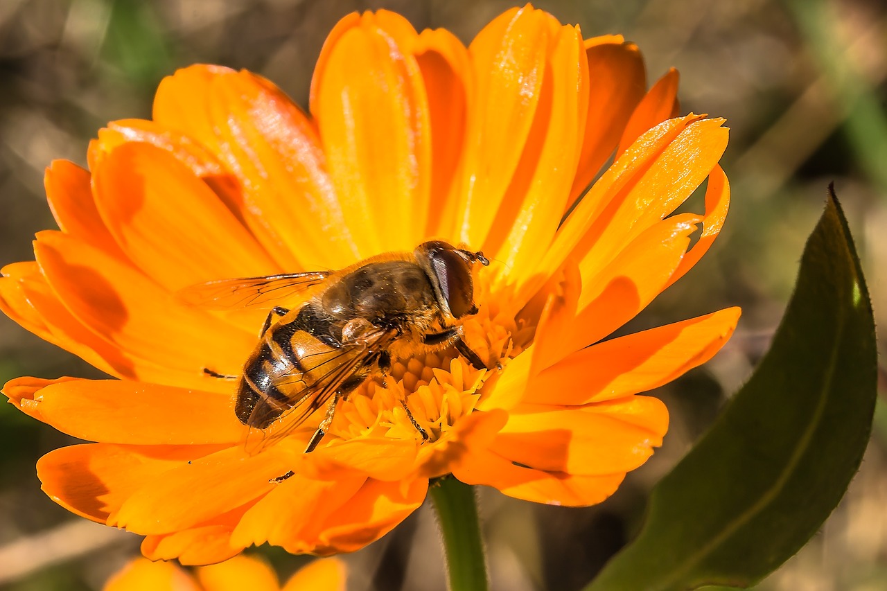 Image - hover fly insect animal fly