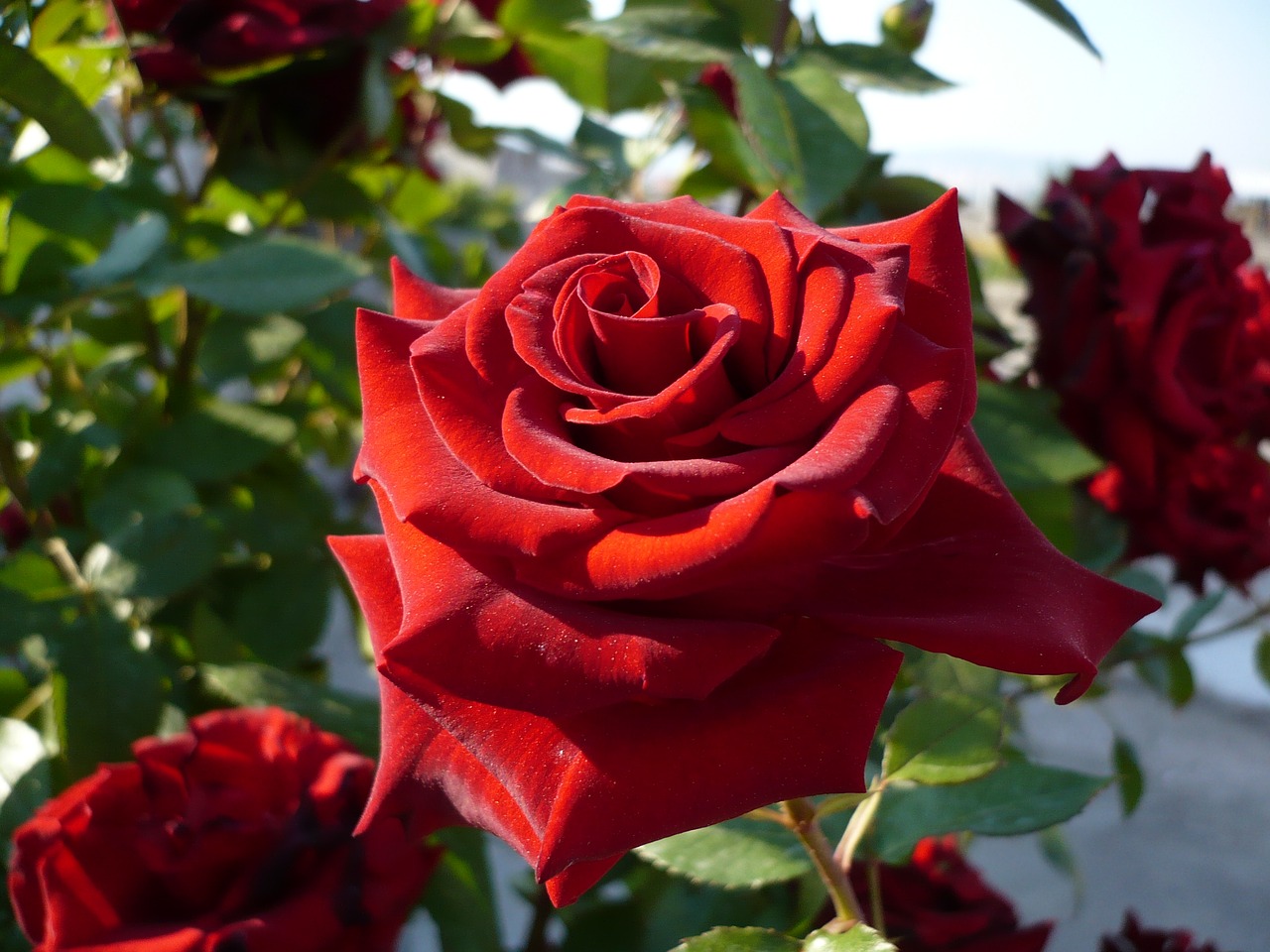 Image - rose red rose macro red close