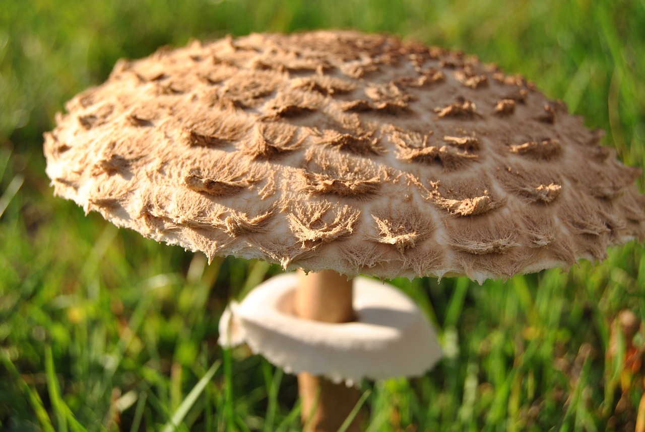 Image - mushroom black forest autumn forest