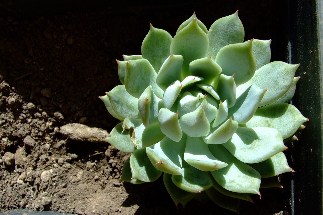 Image - echeveria lola succulent round