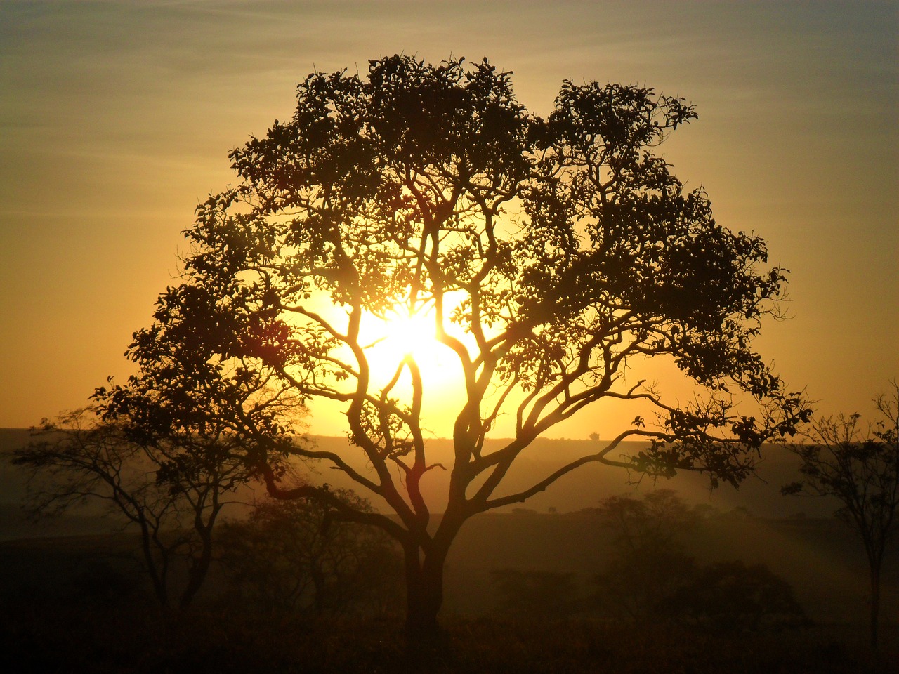 Image - tree dawn cerrado sol day