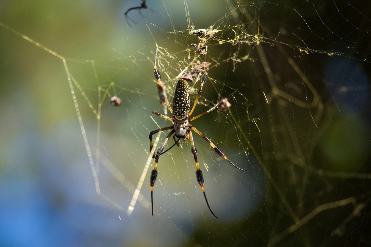 Image - spider arachnid web predator macro