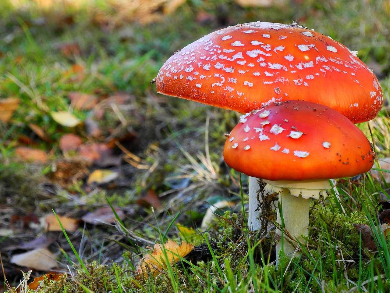 Image - mushrooms nature plant fly agaric