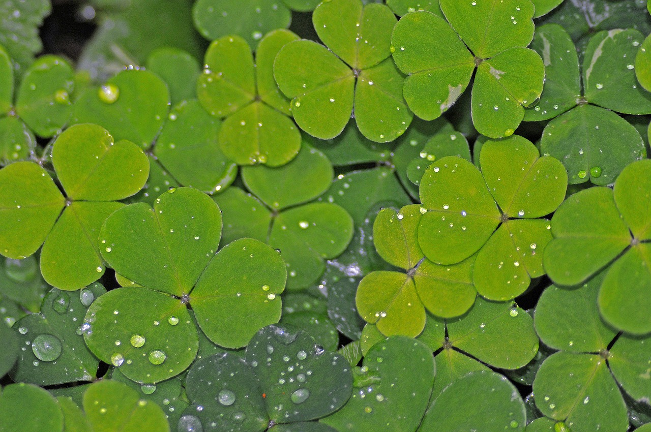 Image - klee green shamrocks green clover