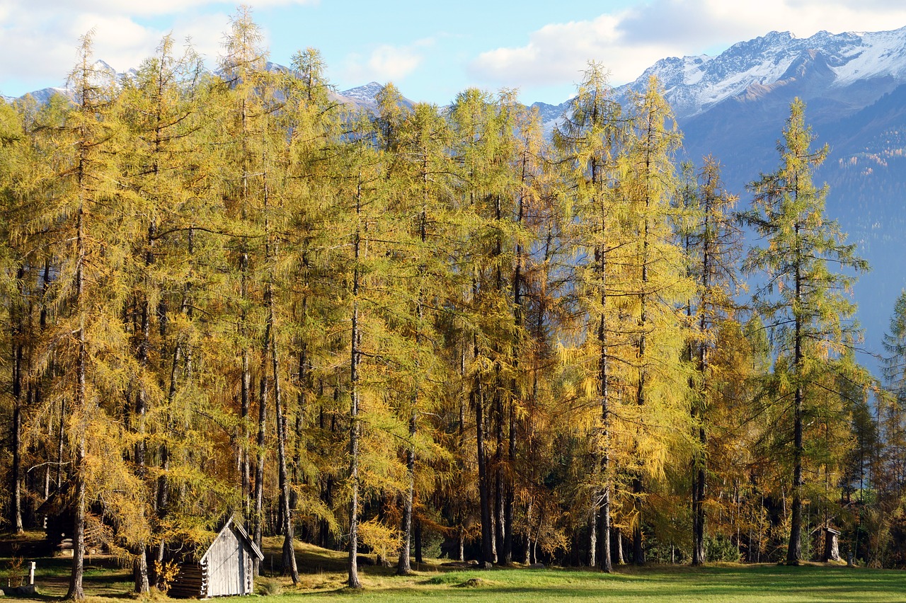 Image - forest autumn pine trees nature
