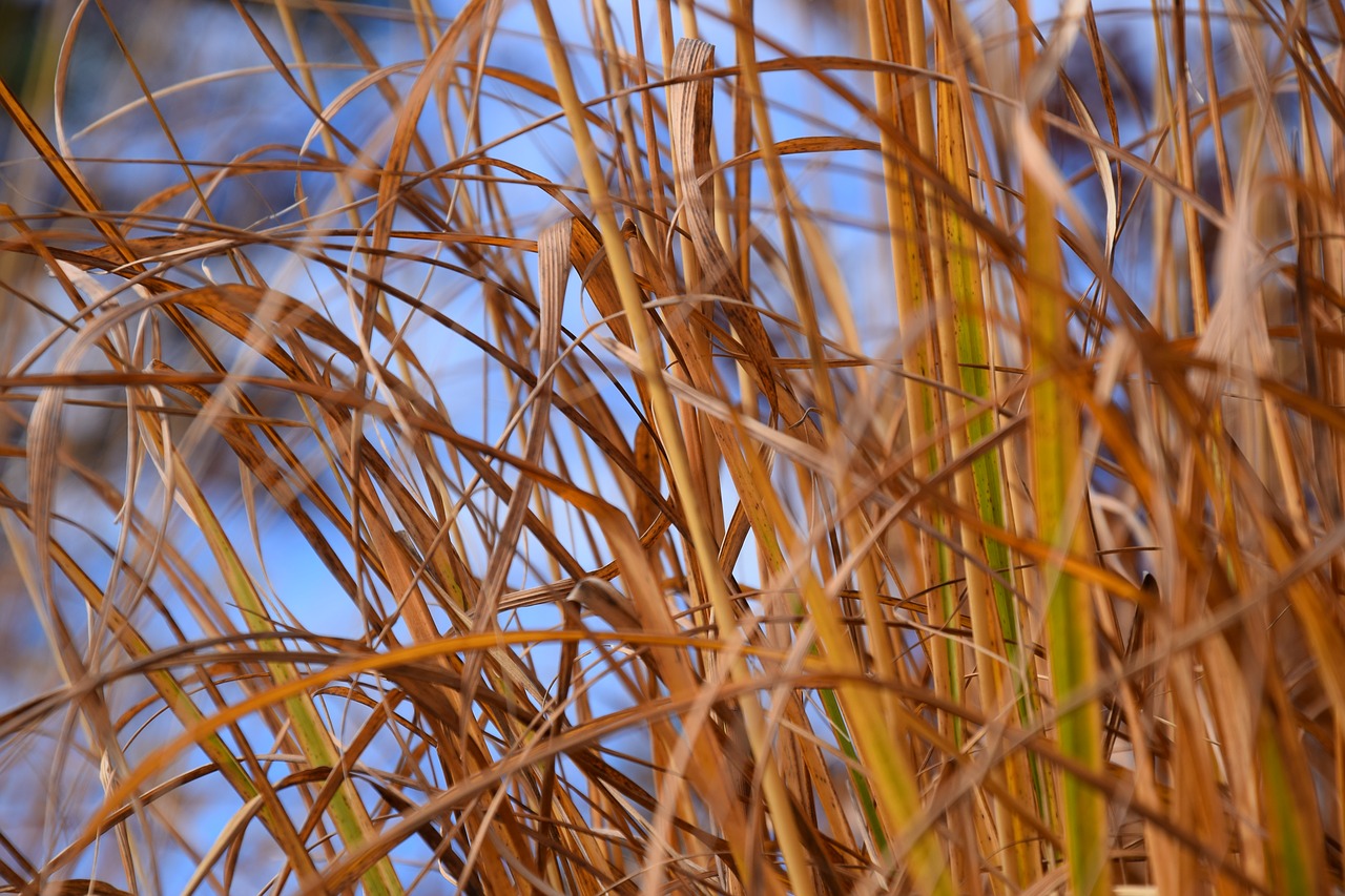Image - autumn grass grasses nature plant